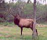 elk.jpg
